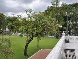 Cordia sebestena. Цветущее дерево. Таиланд, Бангкок, The National Museum, в озеленении. 30.06.2019.