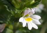 Euphrasia brevipila