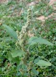 Amaranthus retroflexus. Верхушка плодоносящего растения. Астраханская обл., с. Досанг, обочина улицы. 23.09.2019.