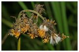 Crepis praemorsa. Соплодие. Республика Татарстан, Агрызский р-н. 23.06.2010.