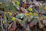 Euphorbia amygdaloides