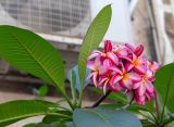 Plumeria rubra