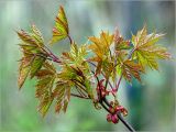 Acer platanoides