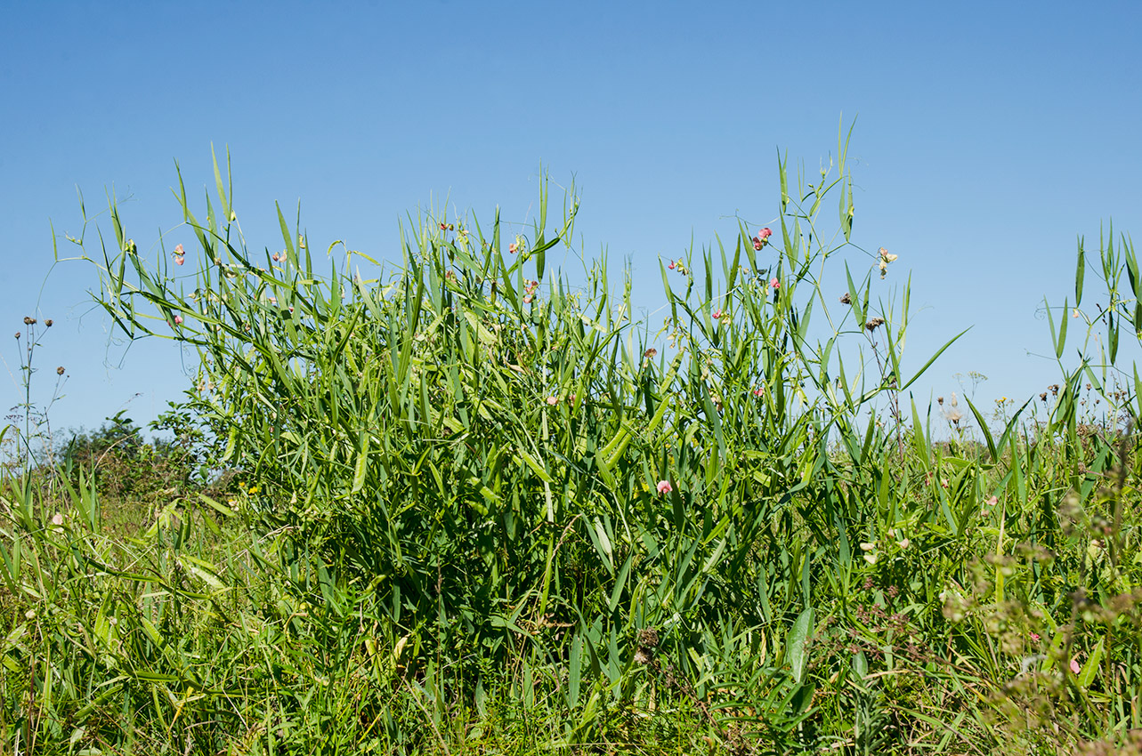 Изображение особи Lathyrus sylvestris.