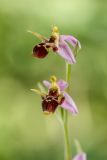 Ophrys oestrifera