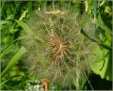 Tragopogon orientalis. Соплодие. Чувашия, г. Шумерля, коллективный сад \"Здоровье\". 30 июня 2011 г.