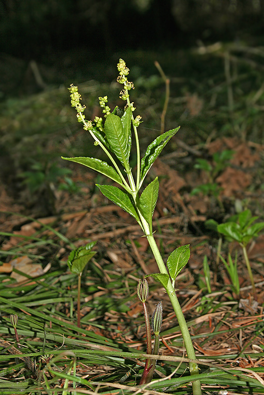 Изображение особи Mercurialis perennis.