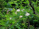 Spiraea chamaedryfolia. Цветущая ветвь. Украина, Ивано-Франковская обл., Надворнянский р-н, окр. с. Быстрица, долина потока Рафайловец. 21 июня 2011 г.