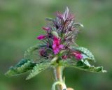 Phlomoides sewerzovii