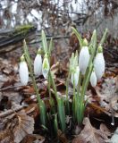 Galanthus plicatus