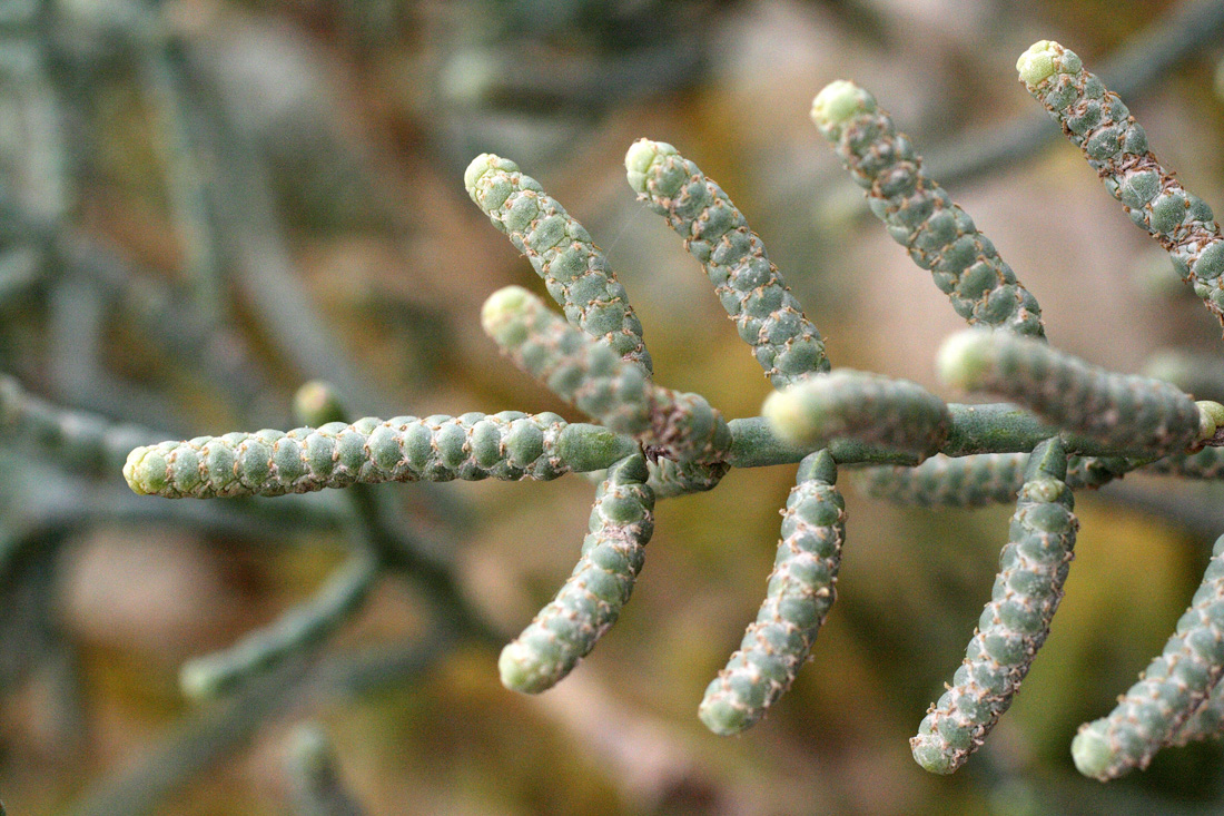 Image of Halostachys belangeriana specimen.