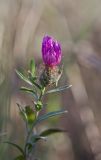 Centaurea trichocephala