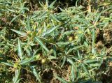 Xanthium spinosum