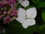 Hydrangea macrophylla