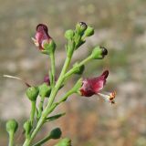 Scrophularia cretacea. Верхушка цветущего растения. Украина, Донецкая обл., Константиновский р-н, окр. с. Белокузьминовка, РЛП \"Клебан-Бык\". 24.07.2012.