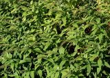 Lysimachia clethroides