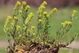 Alyssum turkestanicum разновидность desertorum. Выкопанное цветущее растение. Ростовская обл., Неклиновский р-н, Лакедемоновское с/п, Беглицкая коса. 15.04.2013.