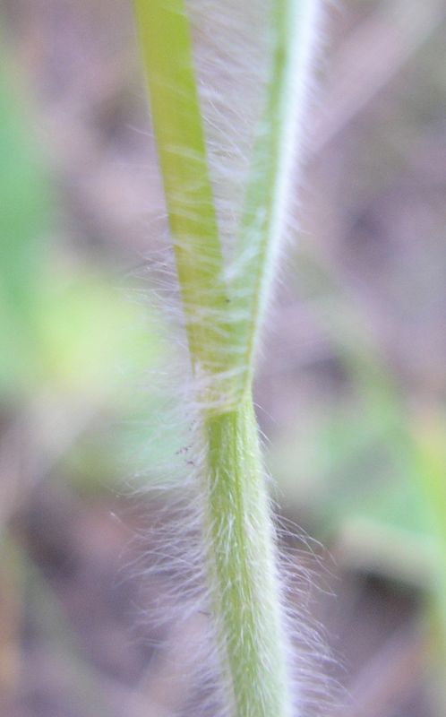 Изображение особи Bromus squarrosus.