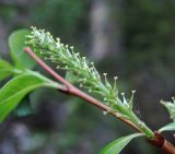 Salix arbuscula