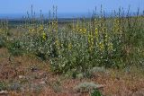 Verbascum undulatum. Цветущие растения в петрофитной степи. Крым, Севастополь, Караньское плато. 10.05.2013.