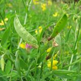 Lathyrus pratensis