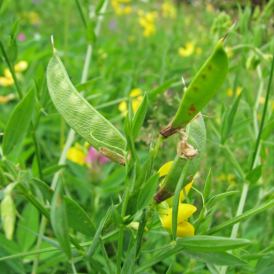 Изображение особи Lathyrus pratensis.