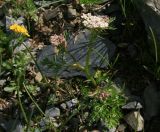 Carum meifolium. Зацветающее растение. Карачаево-Черкесия, долина р. Алибек, субальпика, 2750 м н.у.м. 20.07.2013.