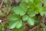 Ligusticum scoticum