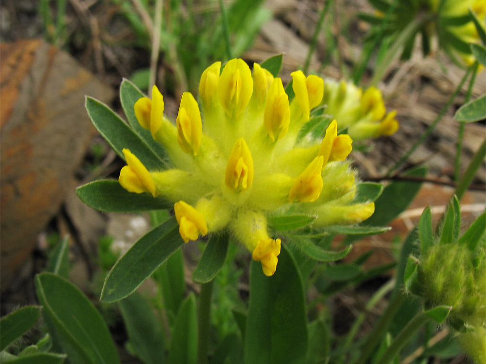 Изображение особи Anthyllis alpestris.