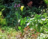 Zantedeschia elliottiana