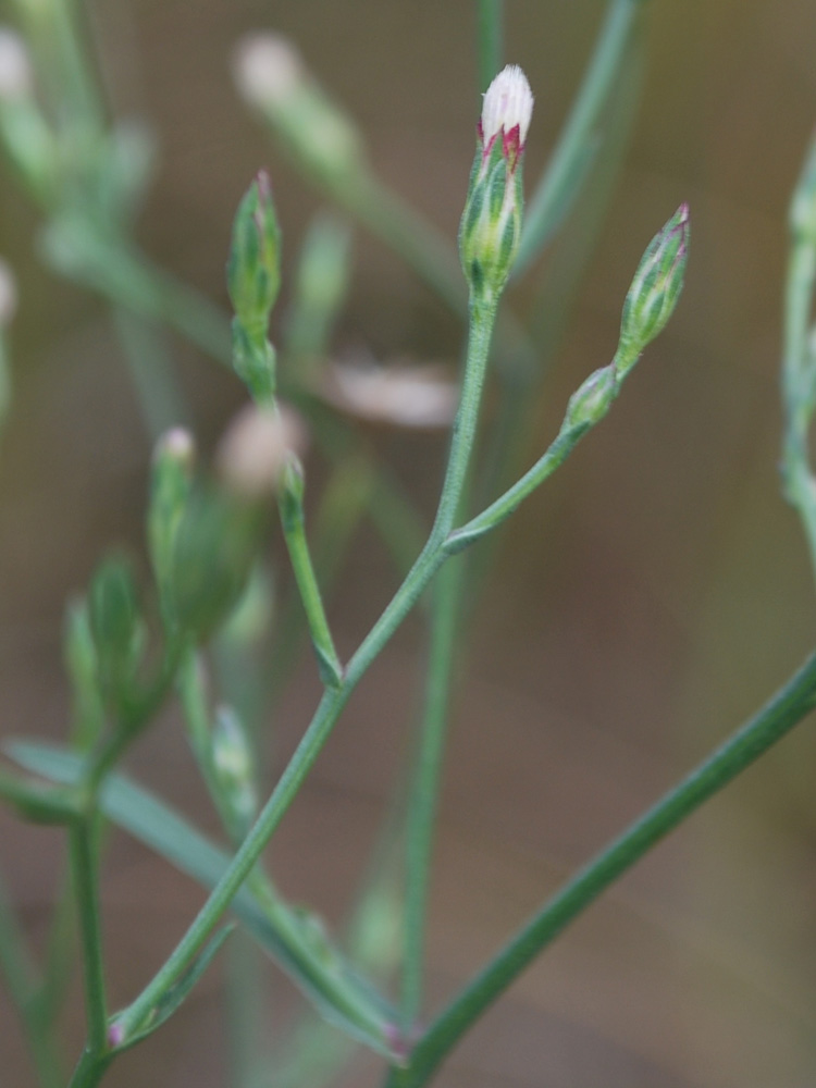 Изображение особи Symphyotrichum subulatum.