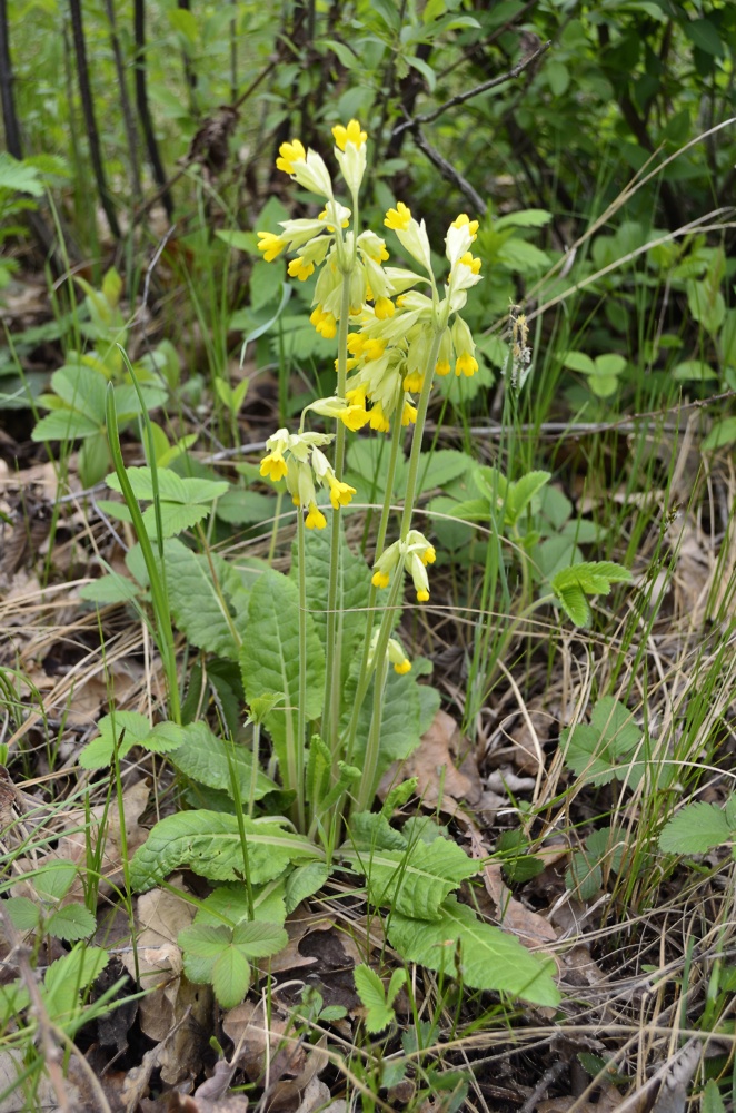 Изображение особи Primula macrocalyx.