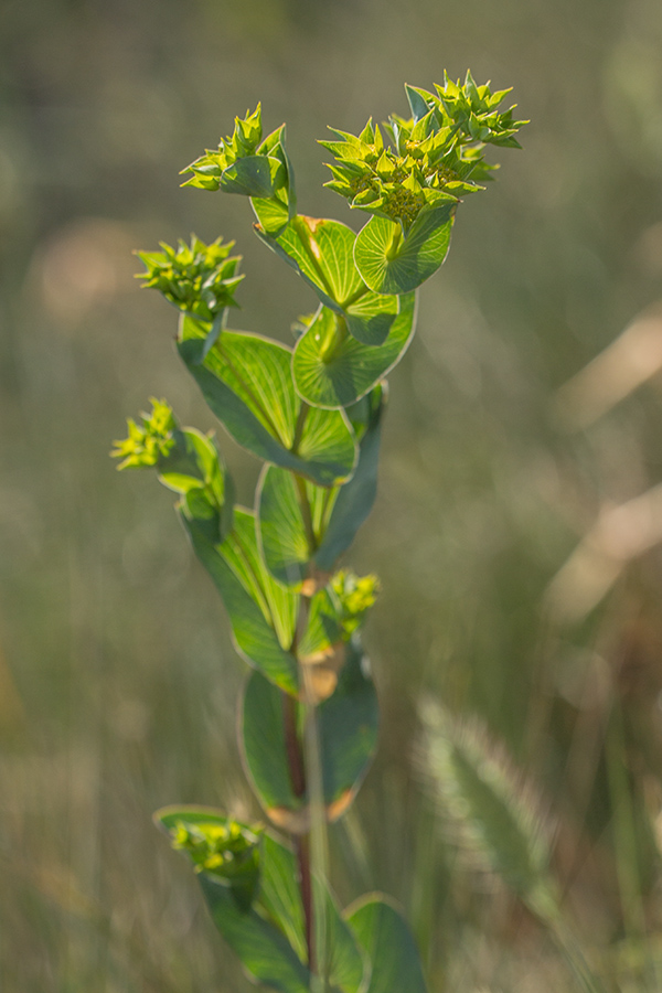 Изображение особи Bupleurum rotundifolium.