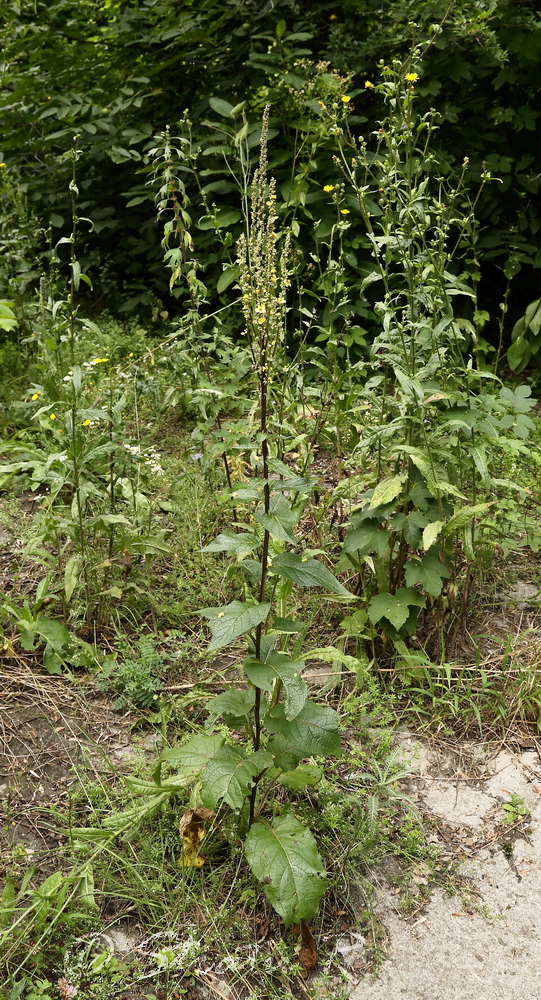 Изображение особи Verbascum marschallianum.