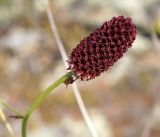 Sanguisorba officinalis. Соцветие. Иркутская обл., Ольхонский р-н, западное побережье оз. Байкал, окрестности базы \"Чара\", пойма руч. Хорга. 28.06.2014.