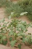 Xanthium orientale