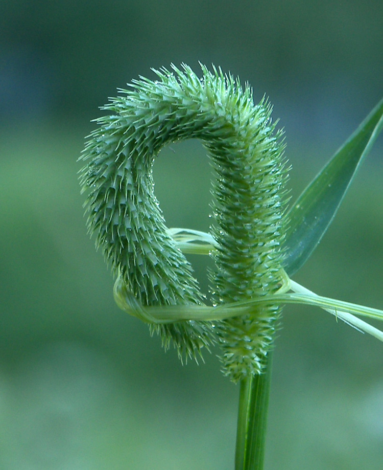 Изображение особи Phleum pratense.