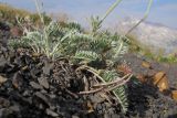 Anthemis marschalliana подвид pectinata