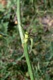 Cichorium intybus