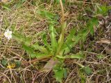 Taraxacum croceum