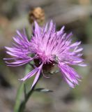 Centaurea подвид substituta