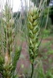 Triticum aestivum