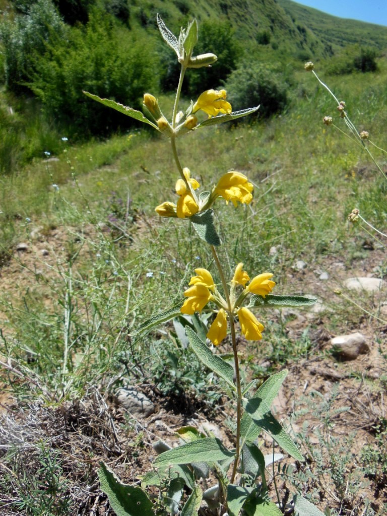 Image of Phlomis orientalis specimen.