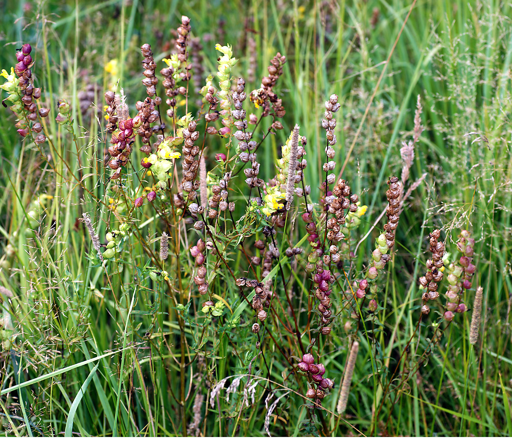 Изображение особи Rhinanthus minor.