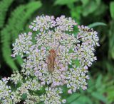 Chaerophyllum angelicifolium