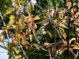 Padus avium подвид pubescens. Ветвь с плодами. Приморье, окр. г. Находка, смешанный лес. 14.08.2016.