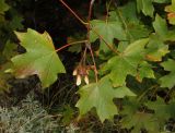 Acer stevenii. Часть ветви плодоносящего дерева. Крым, гора Северная Демерджи, склон яйлы. 1 октября 2016 г.