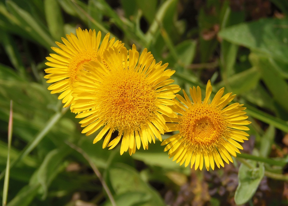 Изображение особи Inula oculus-christi.