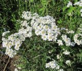 Achillea ptarmica