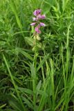 Polygala comosa